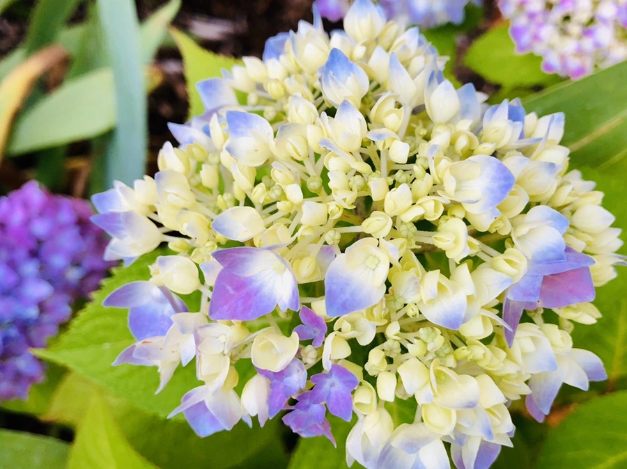 IMG_8744.jpg?type=w966