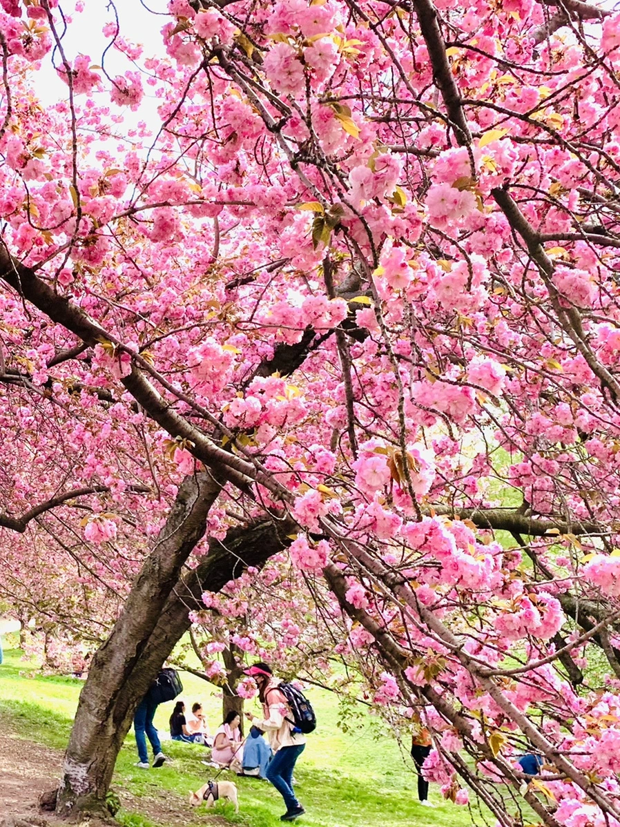 IMG_5199.jpg?type=w966