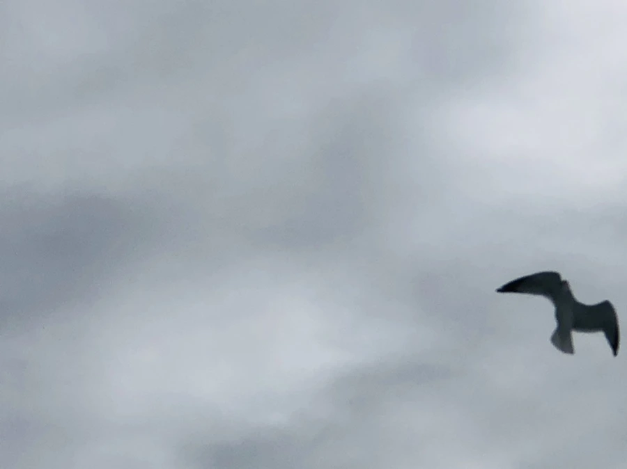 IMG_2473.jpg?type=w966