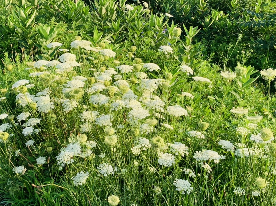 IMG_6529.jpg?type=w966