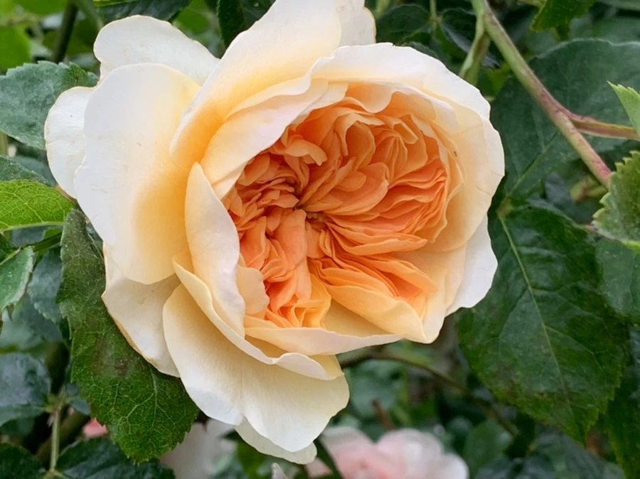 IMG_6020.jpg?type=w966