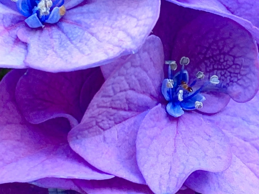 IMG_8767.jpg?type=w966