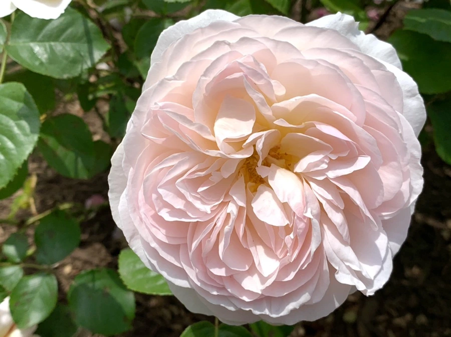 IMG_8527.jpg?type=w966