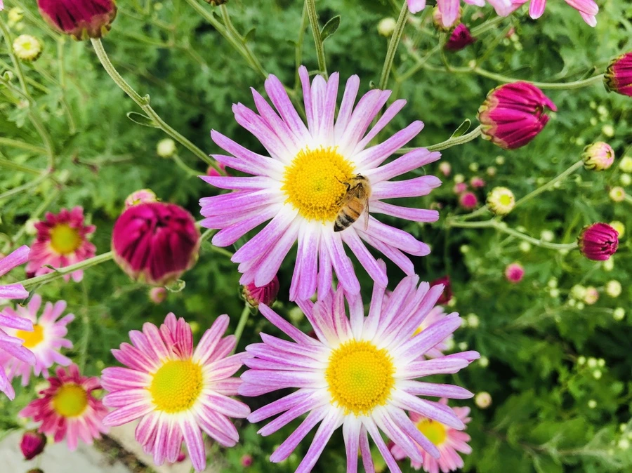 IMG_1837.jpg?type=w966