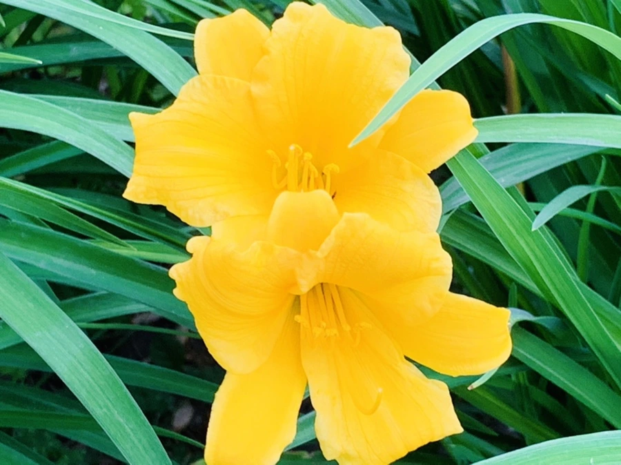 IMG_5469.jpg?type=w966