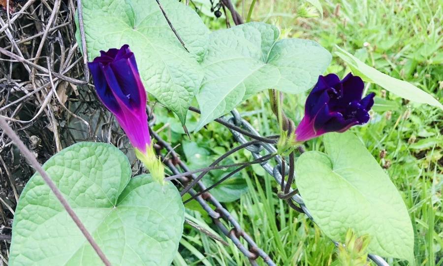 IMG_4305.jpg?type=w966