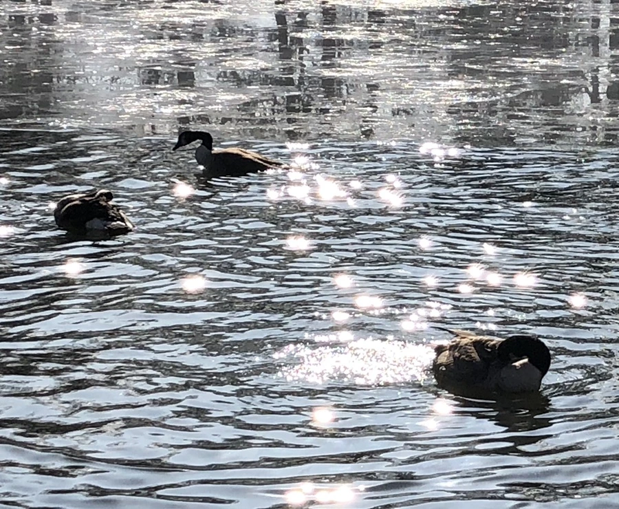 IMG_9258.jpg?type=w966