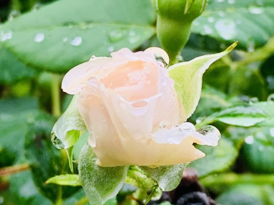 IMG_0219.jpg?type=w966