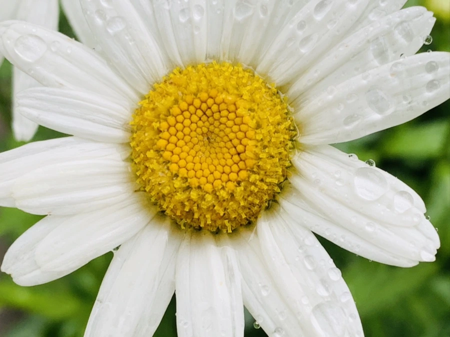 IMG_0162.jpg?type=w966