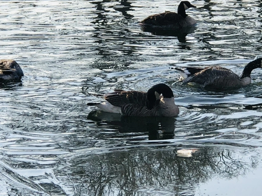 IMG_2788.jpg?type=w966