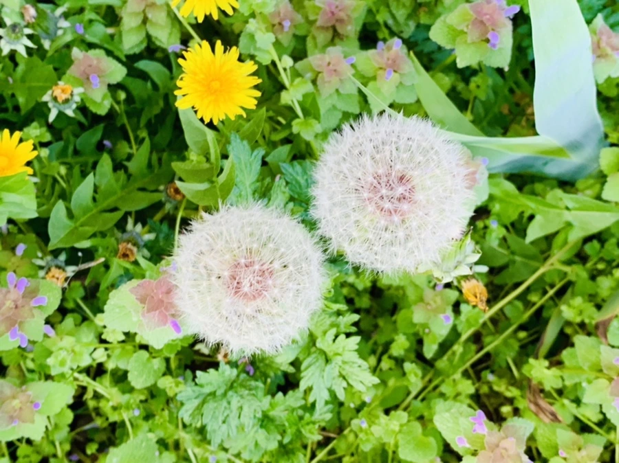 IMG_2028.jpg?type=w966