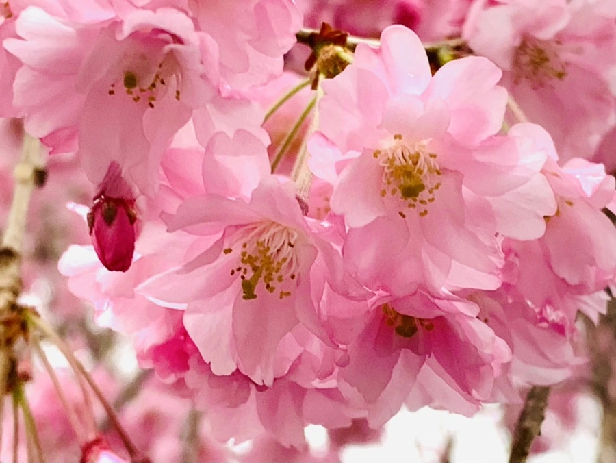 IMG_0800.jpg?type=w966