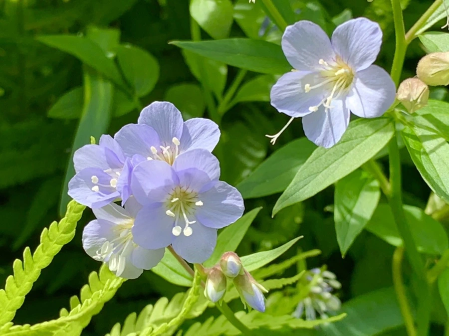 IMG_1197.jpg?type=w966