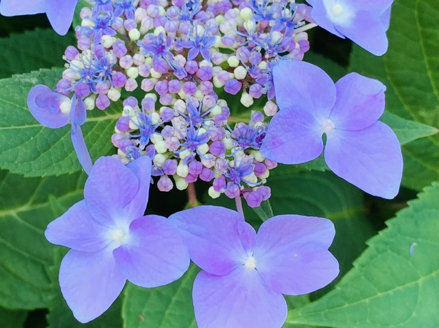 IMG_6295.jpg?type=w966