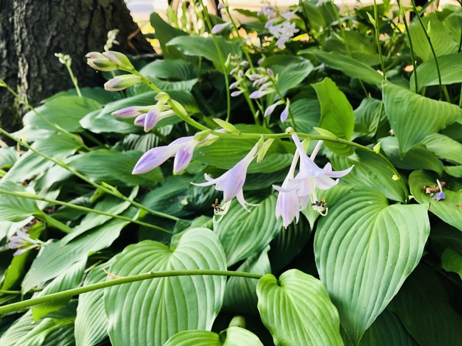 IMG_1854.jpg?type=w966