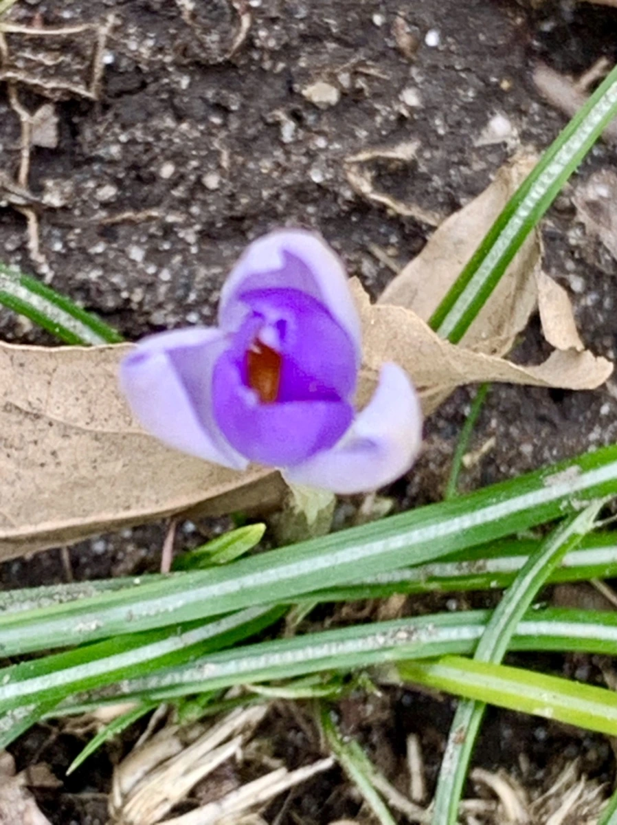 IMG_7085.jpg?type=w966