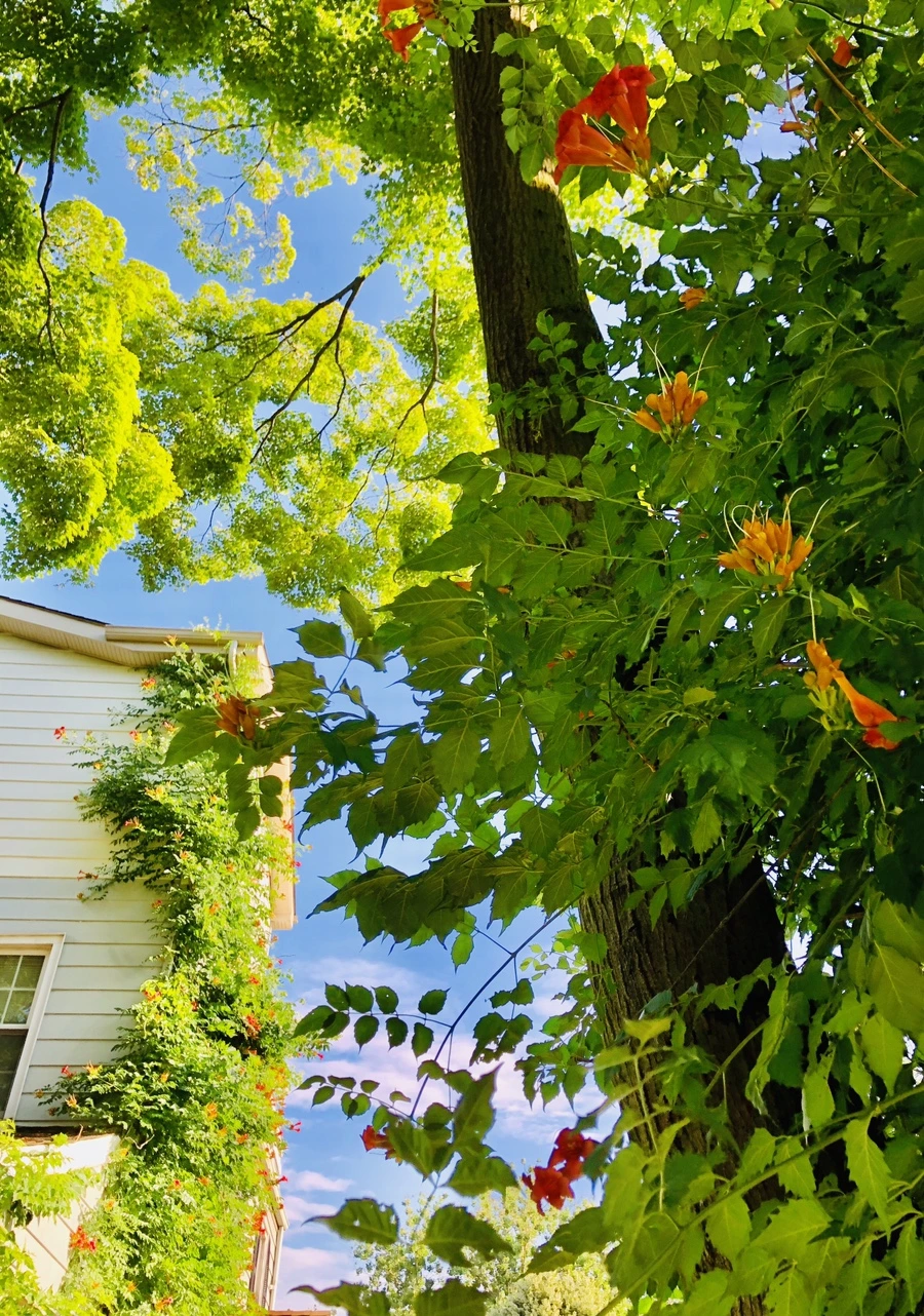 IMG_2155.jpg?type=w966