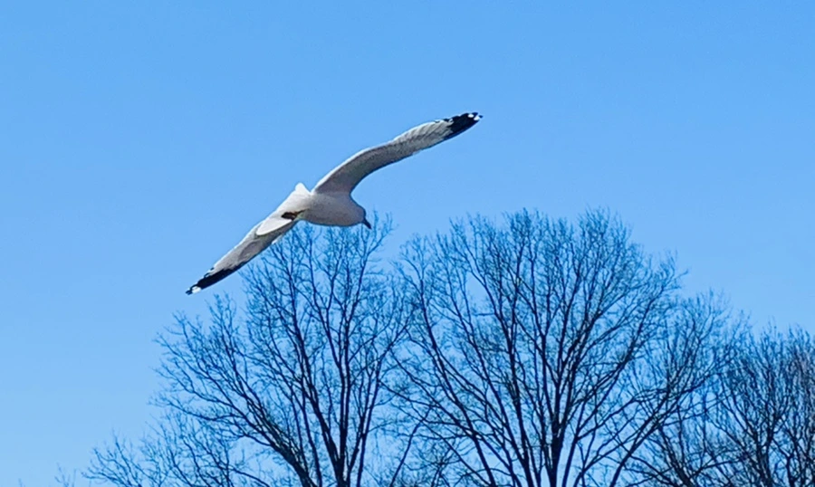 IMG_7633.jpg?type=w966