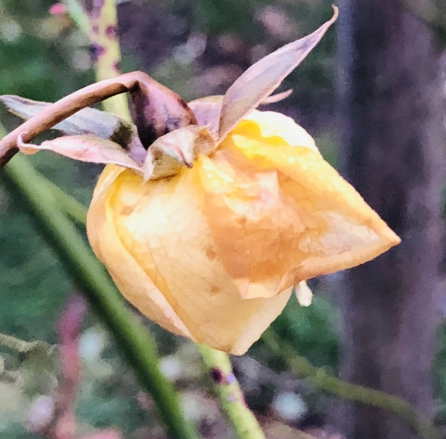 IMG_8239.jpg?type=w966