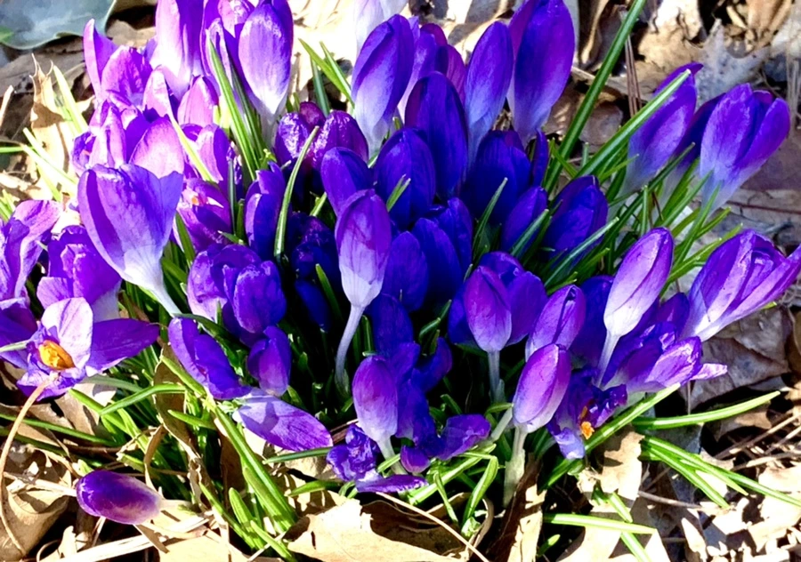 IMG_1501.jpg?type=w966