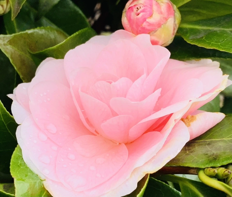 IMG_6303.jpg?type=w966