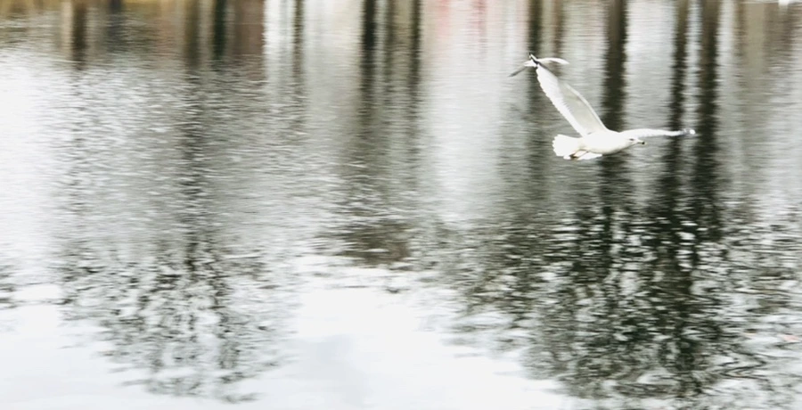 IMG_8623.jpg?type=w966