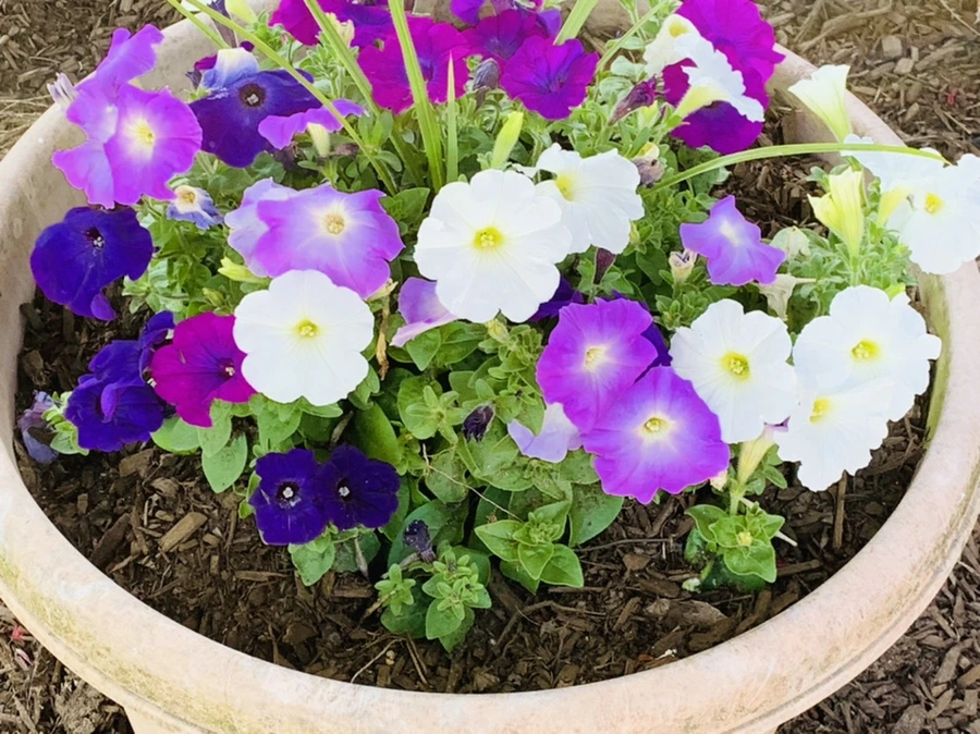 IMG_1923.jpg?type=w966