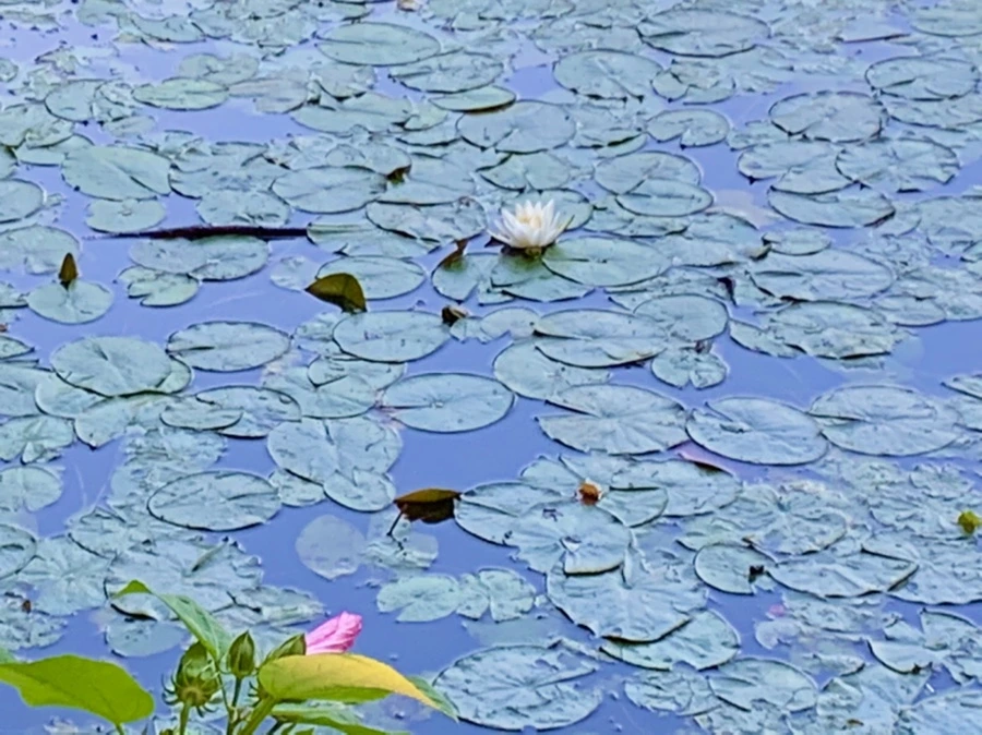 IMG_0738.jpg?type=w966