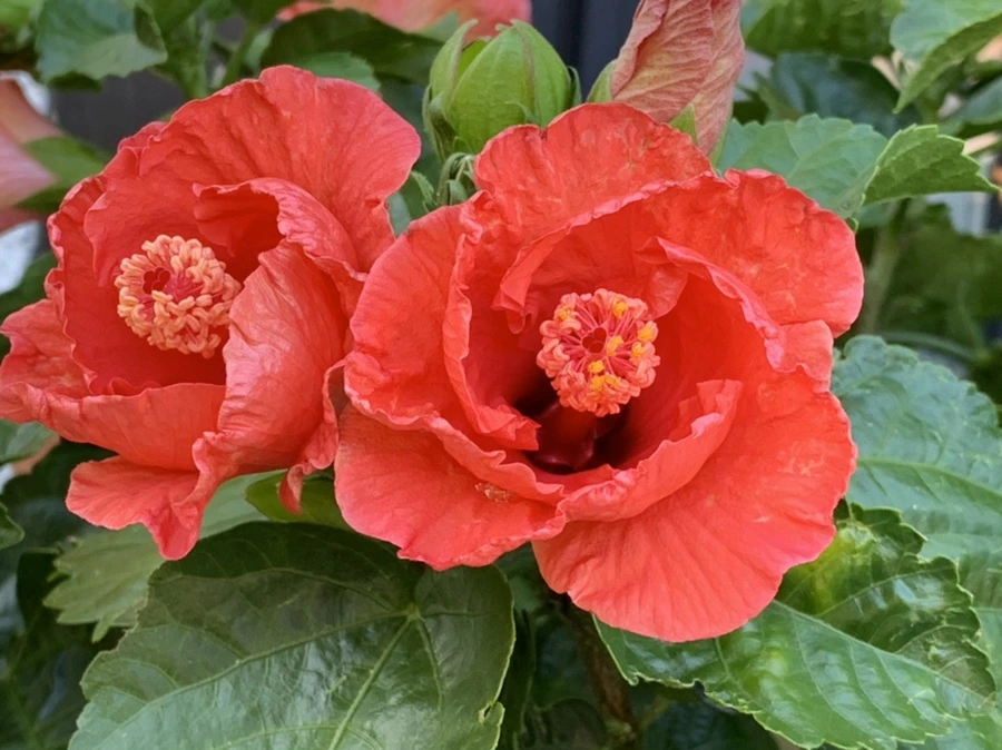 IMG_0329.jpg?type=w966