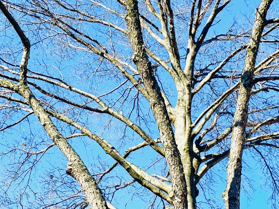 IMG_7496.jpg?type=w966