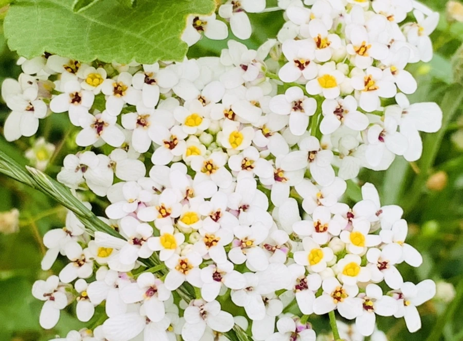 IMG_7254.jpg?type=w966