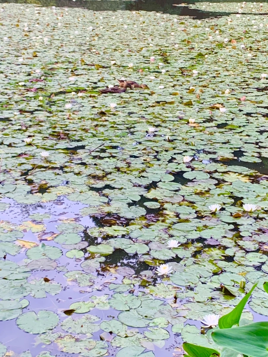 IMG_1848.jpg?type=w966