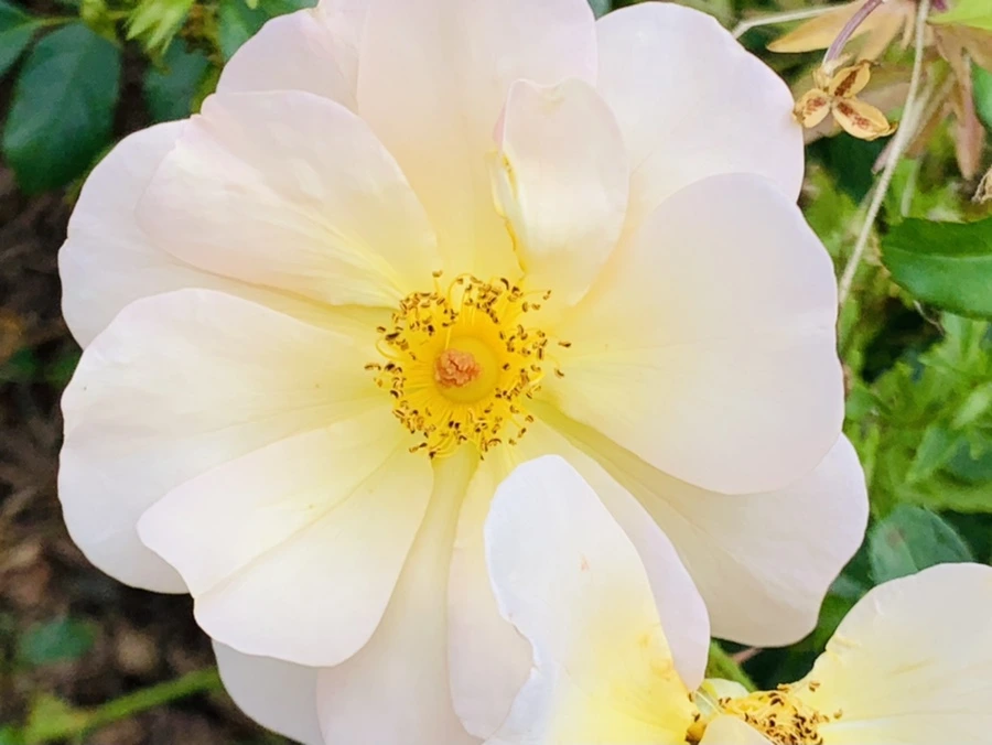 IMG_4932.jpg?type=w966