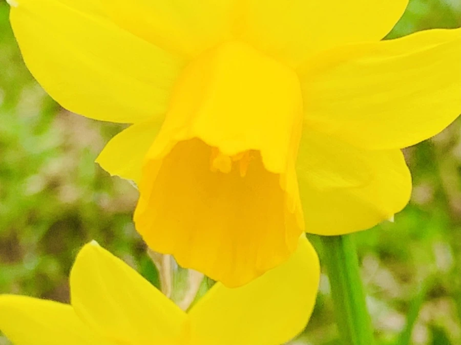 IMG_4036.jpg?type=w966