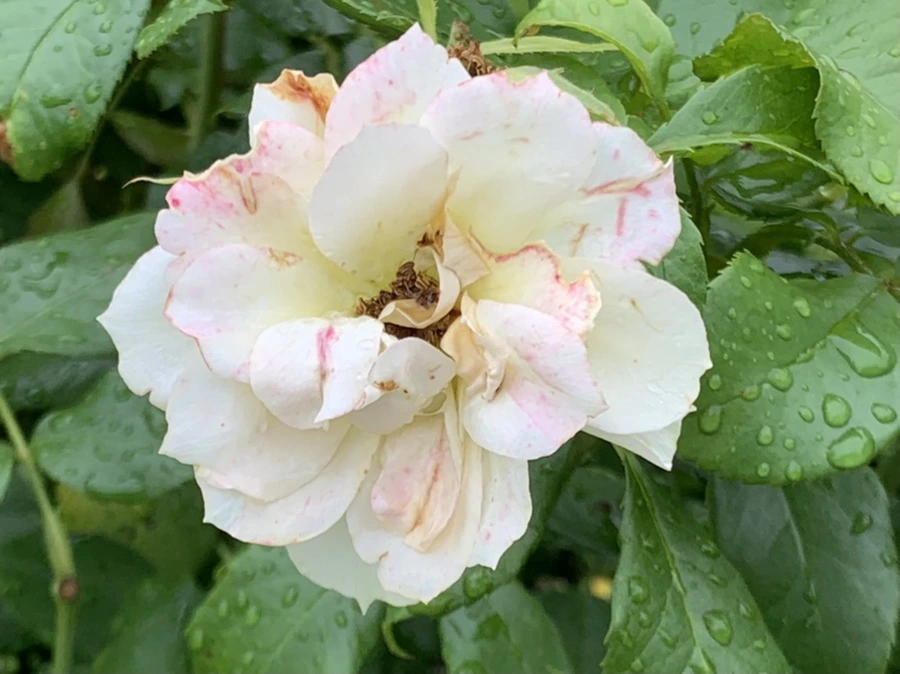 IMG_0935.jpg?type=w966