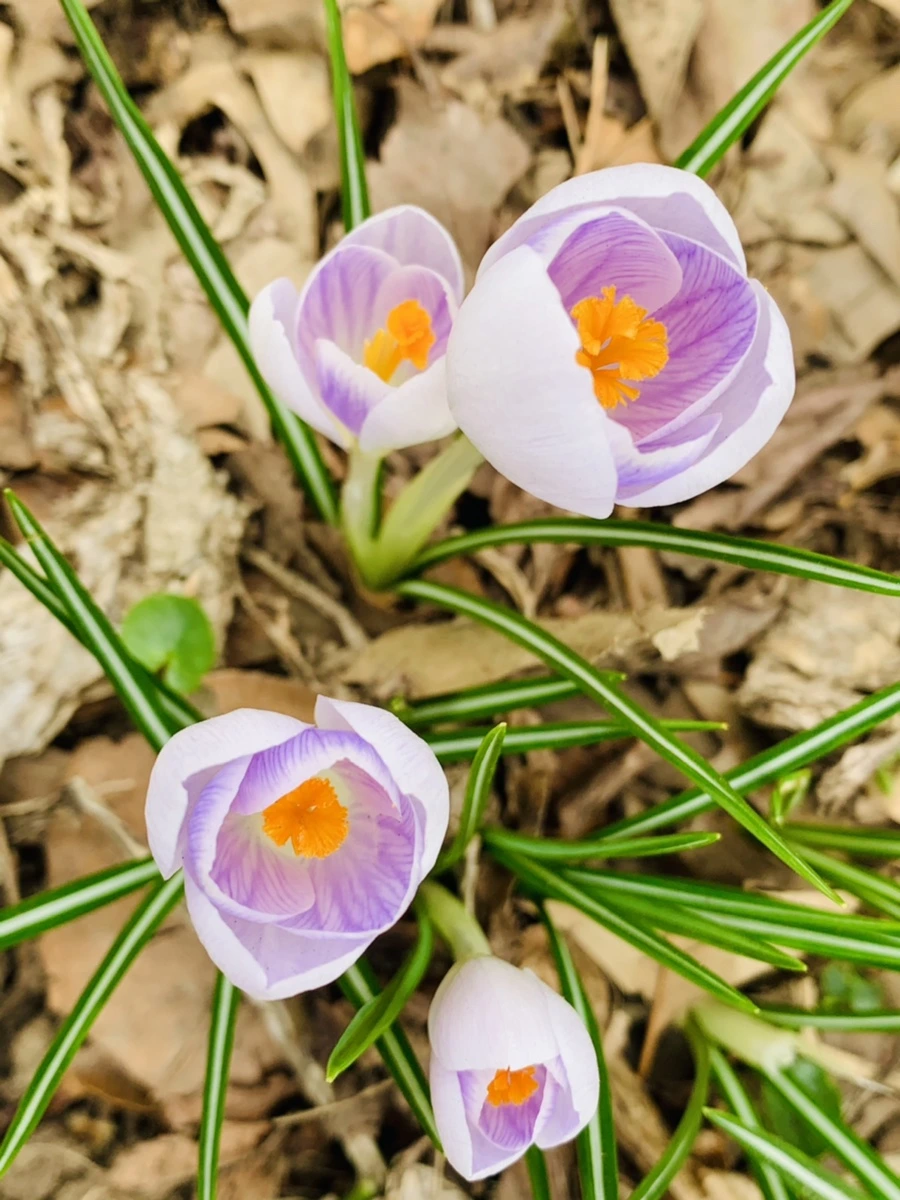 IMG_3513.jpg?type=w966