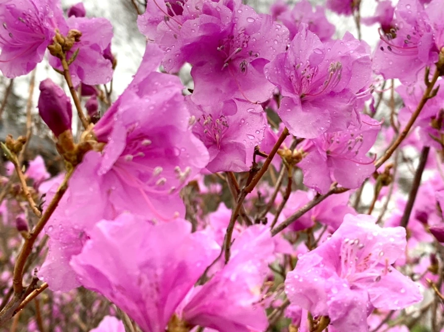 IMG_4854.jpg?type=w966