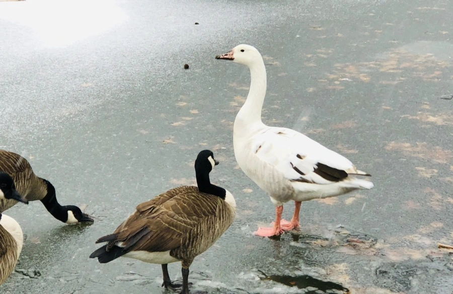 IMG_6008.jpg?type=w966