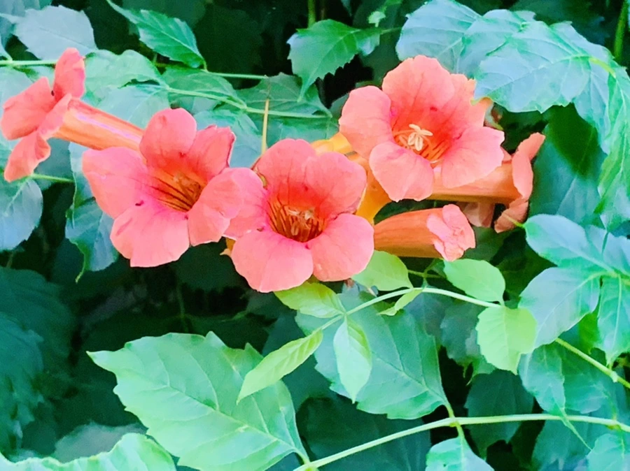 IMG_0898.jpg?type=w966