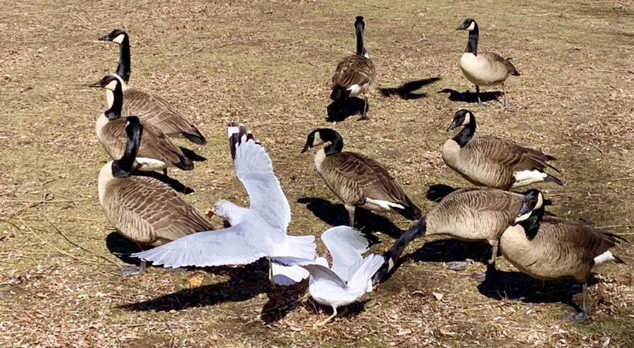 IMG_6658.jpg?type=w966