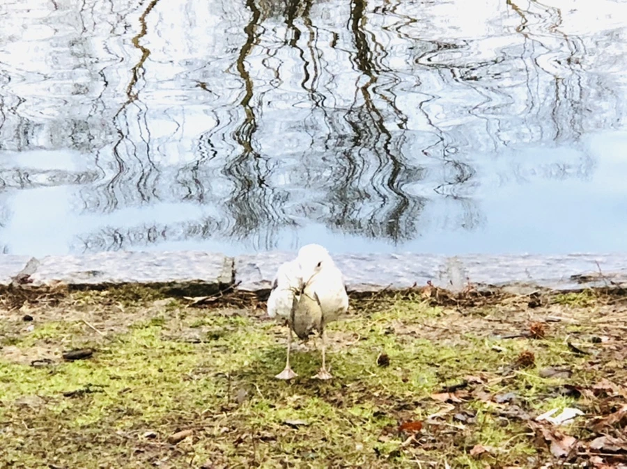 IMG_9123.jpg?type=w966