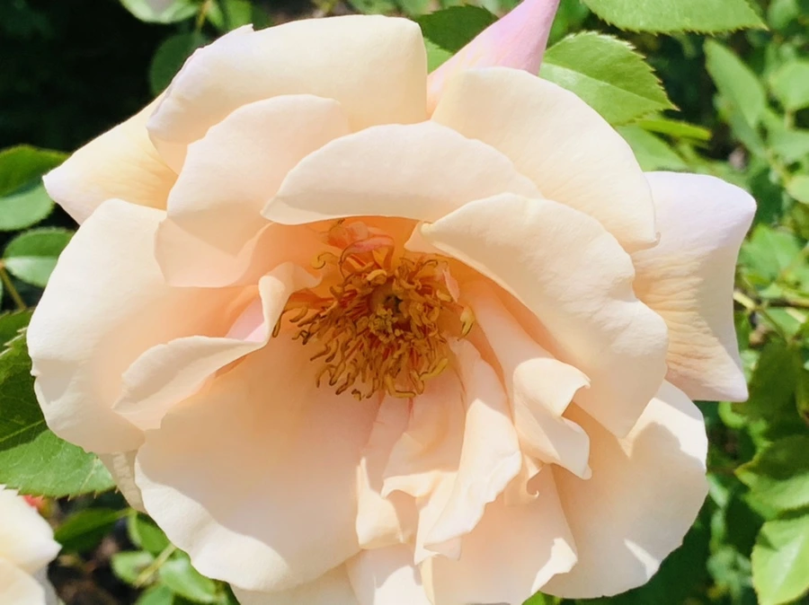 IMG_4298.jpg?type=w966