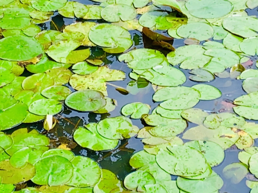 IMG_9261.jpg?type=w966