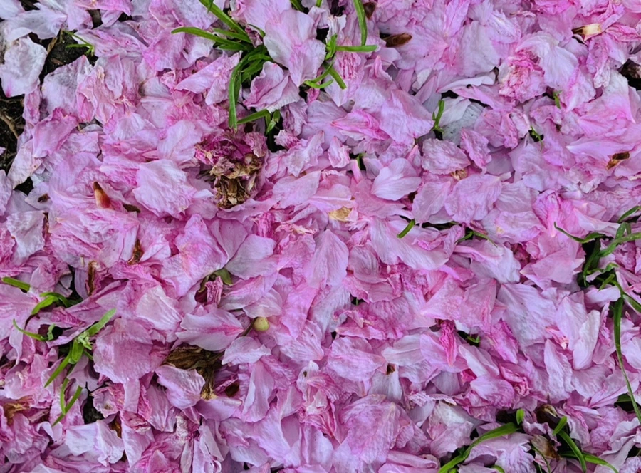 IMG_6051.jpg?type=w966