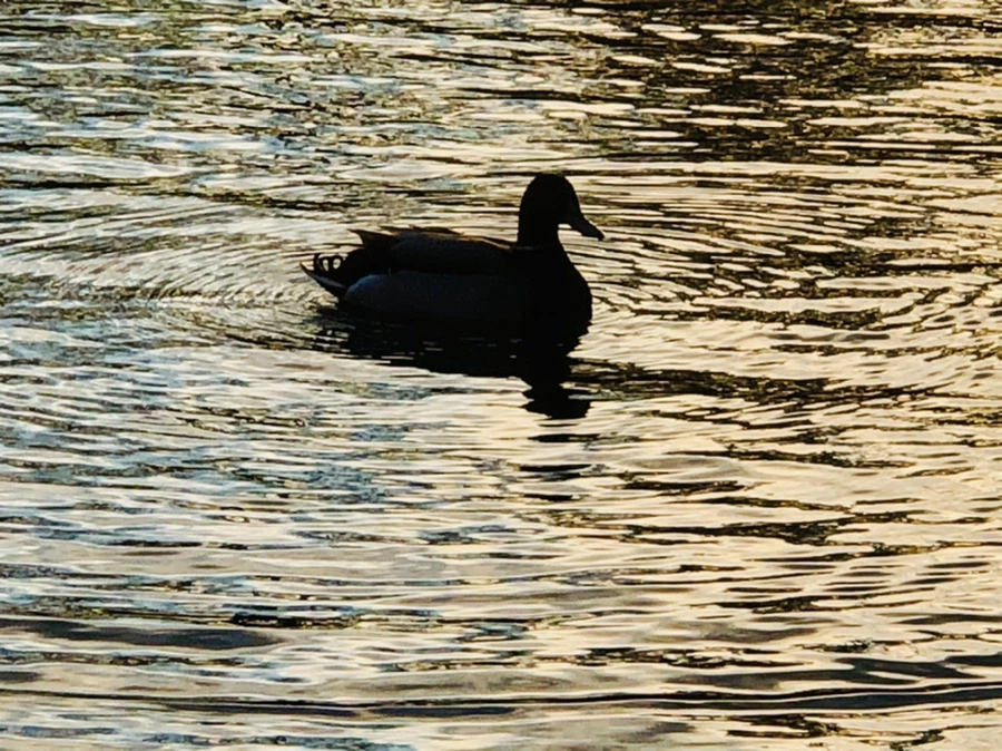 IMG_4429.jpg?type=w966