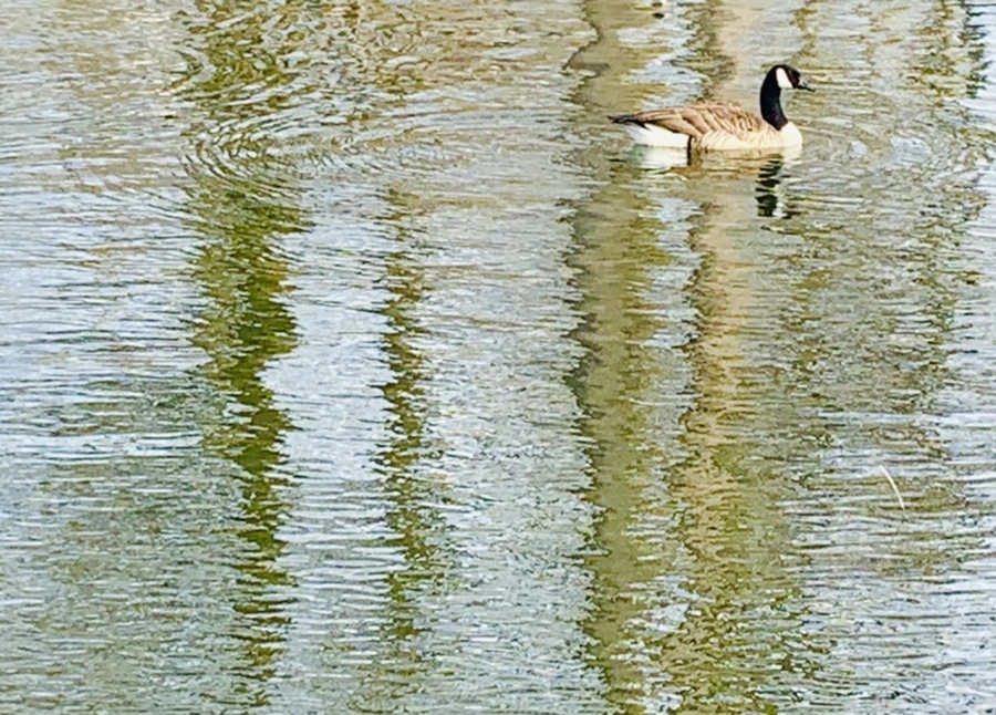 IMG_0310.jpg?type=w966