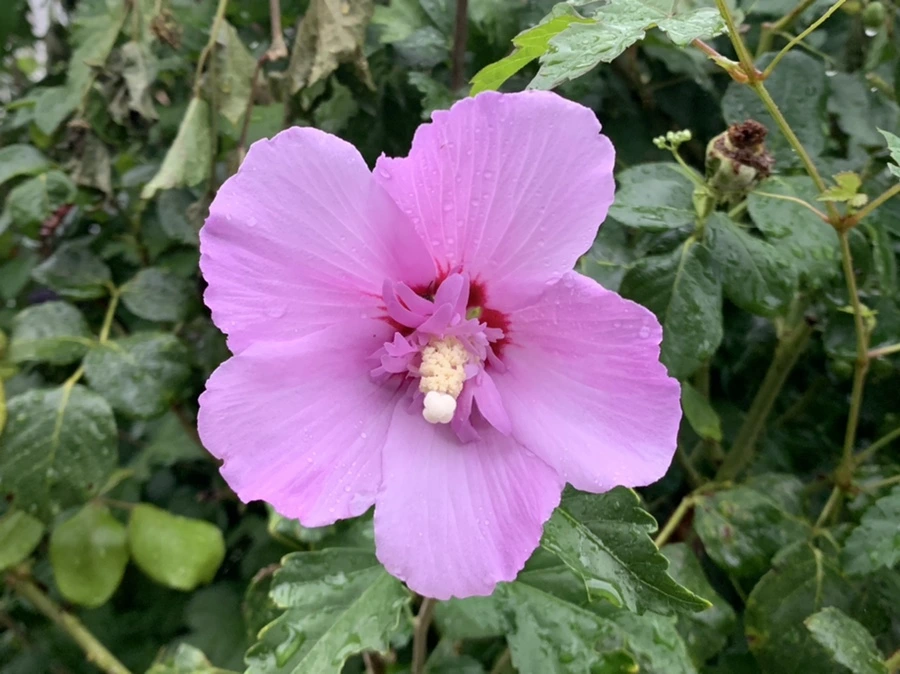 IMG_3628.jpg?type=w966