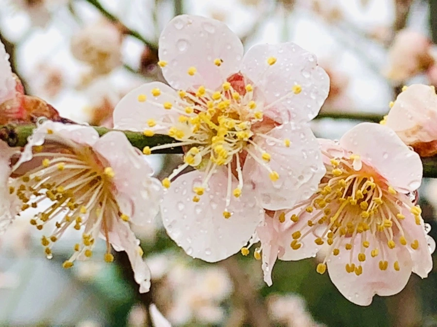 IMG_1981.jpg?type=w966