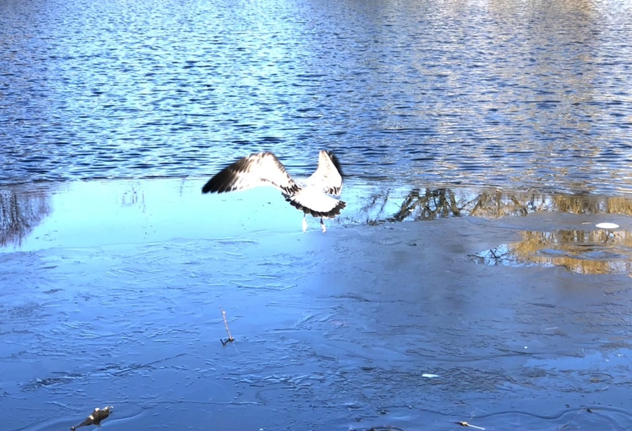 IMG_0515.jpg?type=w966