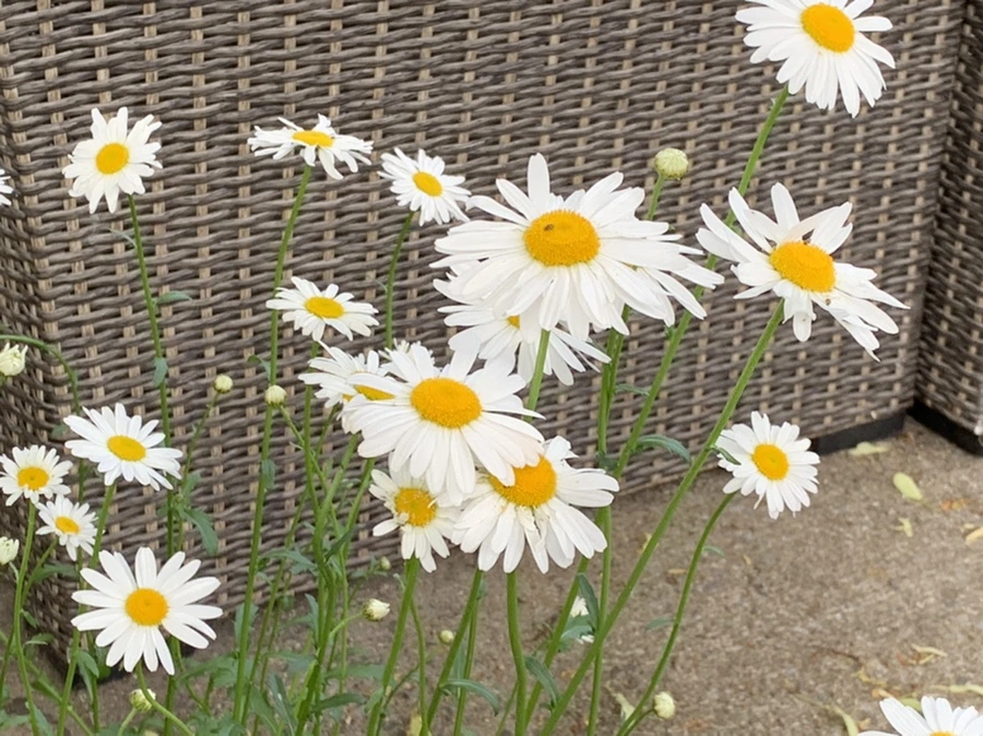 IMG_5513.jpg?type=w966